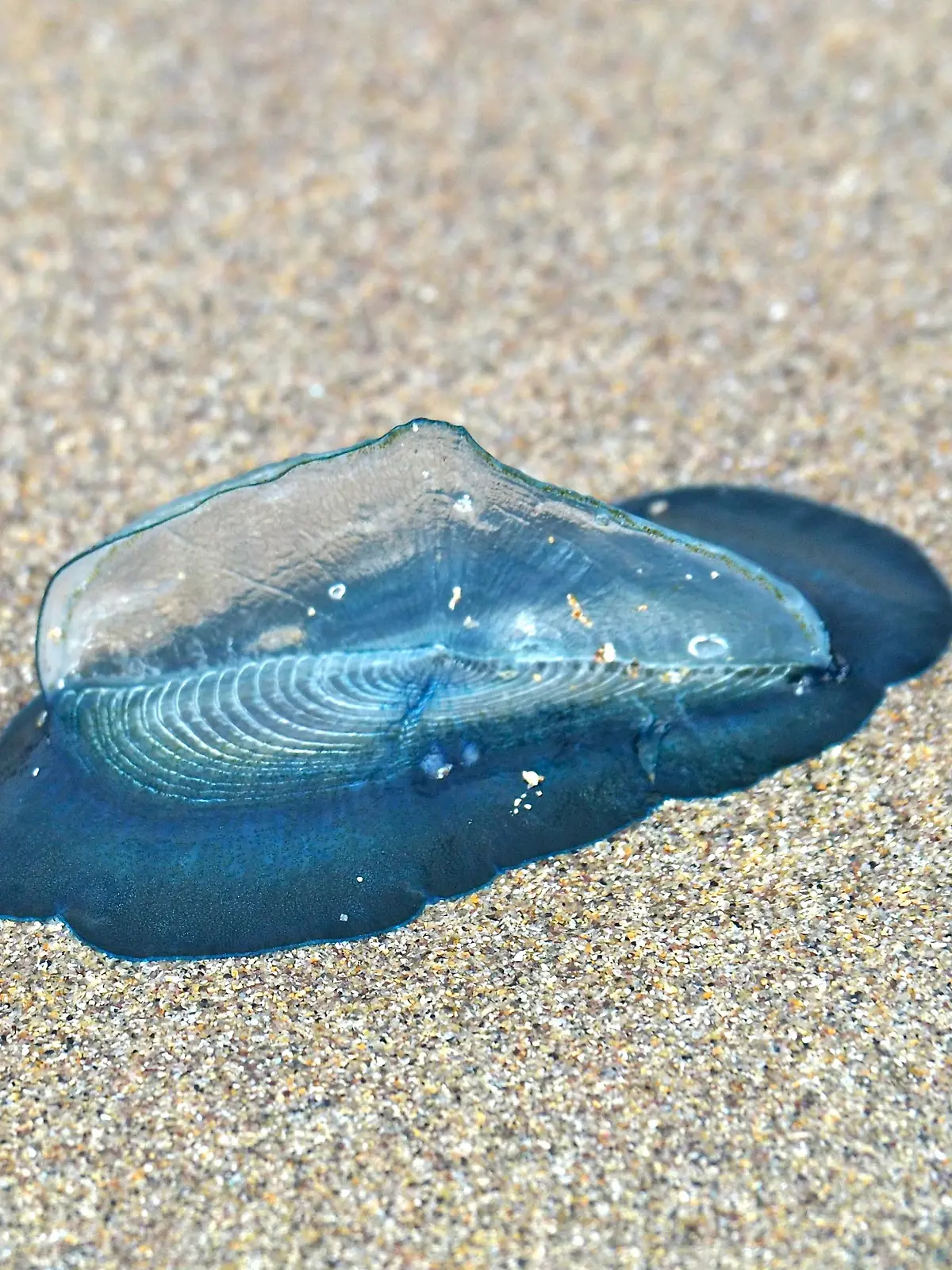 An Strand gespühlte, gestrandete Segelqualle (Velella velella), Dingle Peninsula, Co. Kerry, Irische See, Nord-Atlantik, Irland, Europa