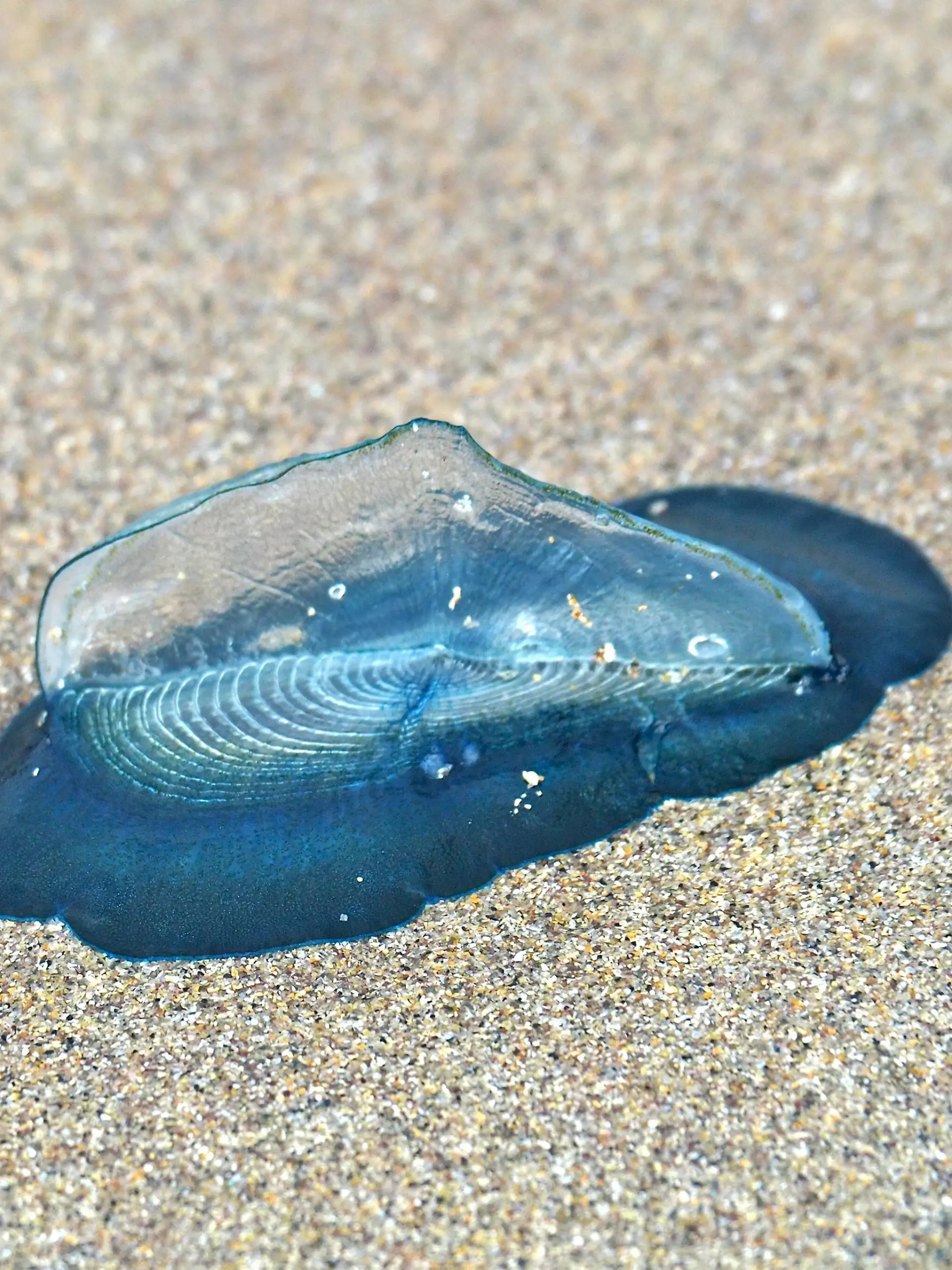 An Strand gespühlte, gestrandete Segelqualle (Velella velella), Dingle Peninsula, Co. Kerry, Irische See, Nord-Atlantik, Irland, Europa