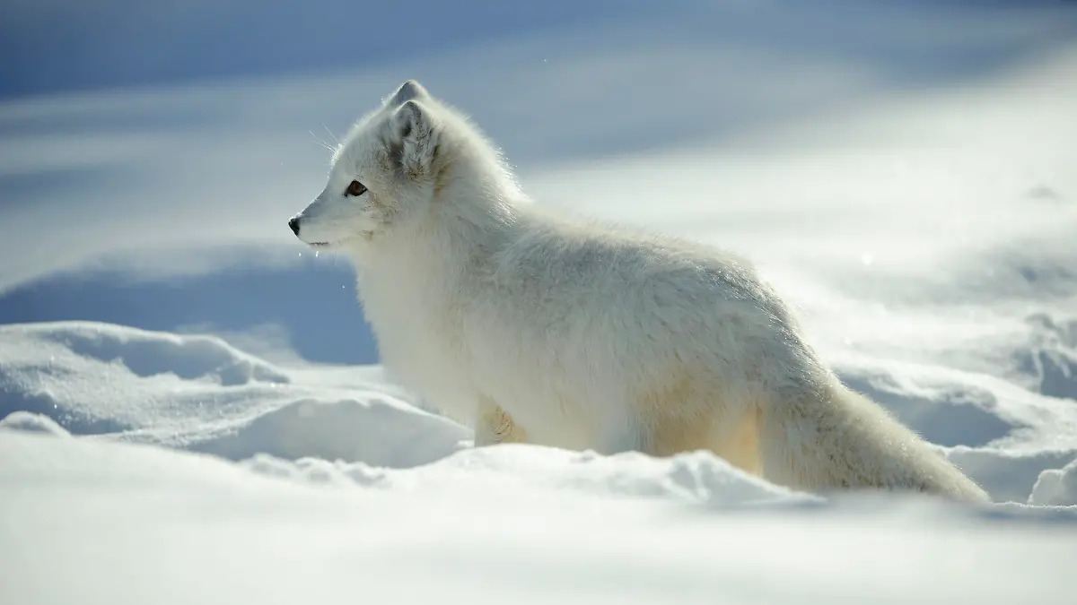 Eisfuchs , Polarfuchs (Alopex lagopus) (Vulpes lagopus), Arktis, seitlich