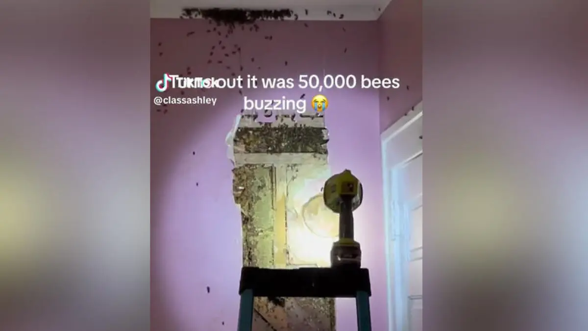 Bienenstock in der Hauswand