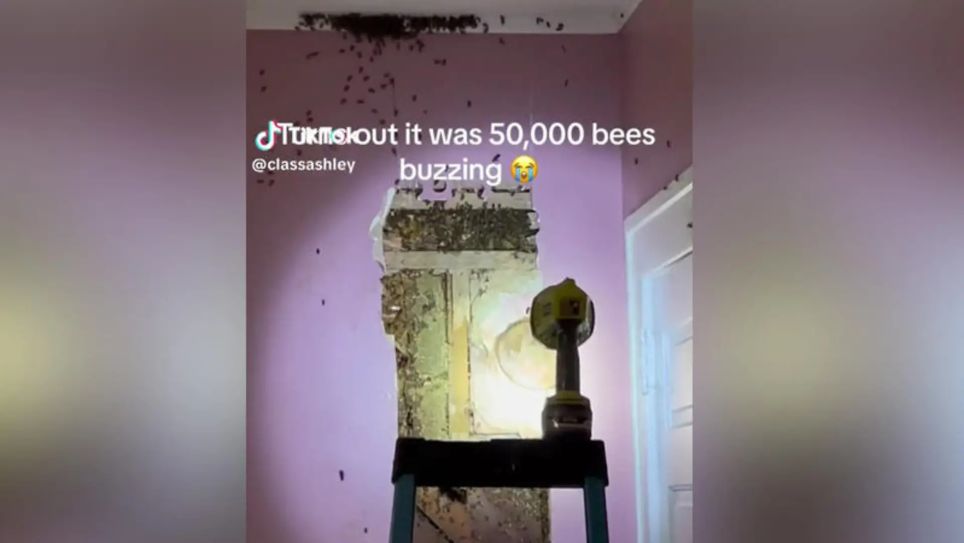 Bienenstock in der Hauswand