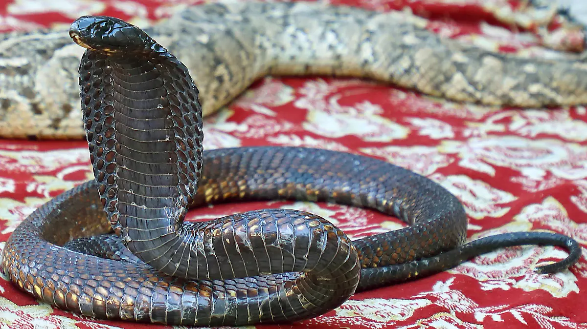 Schwarze Kobra, Schlangenbeschwoerung, Marokko, Taroudannt | snake charming, Morocco, Taroudannt | Verwendung weltweit