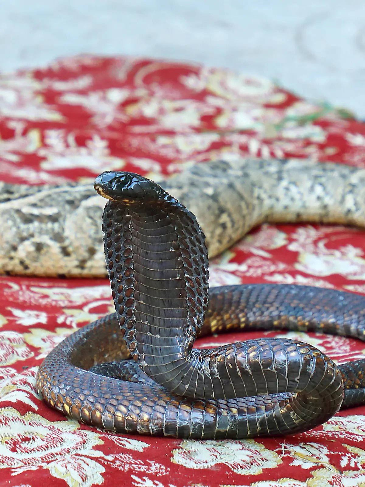 Schwarze Kobra, Schlangenbeschwoerung, Marokko, Taroudannt | snake charming, Morocco, Taroudannt | Verwendung weltweit