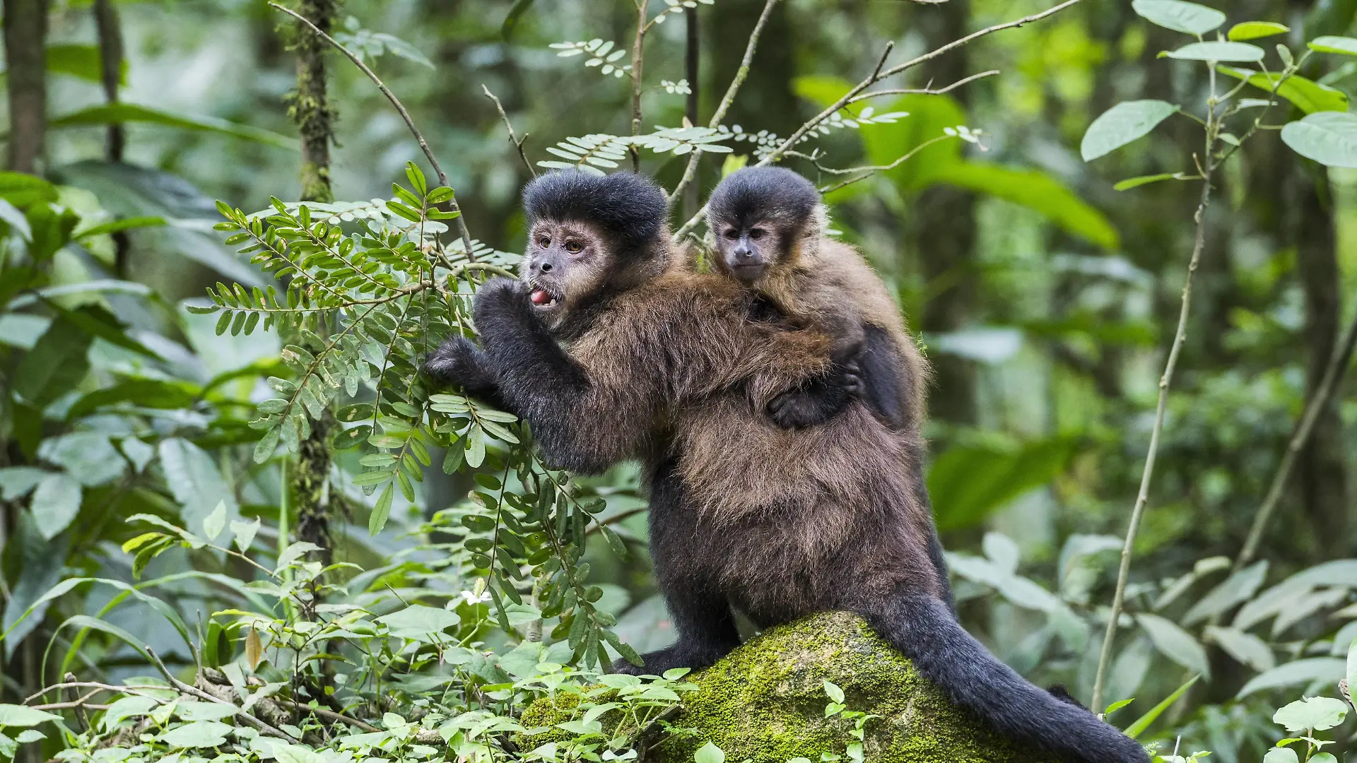 Nature photograph of female capuchin monkey with infant, Itatiaia?National Park, Rio?de?Janeiro, Brazil, Itatiaia National Park Rio de Janeiro Brazil PUBLICATIONxINxGERxSUIxAUTxONLY Copyright: VitorxMarigo BAVI003774