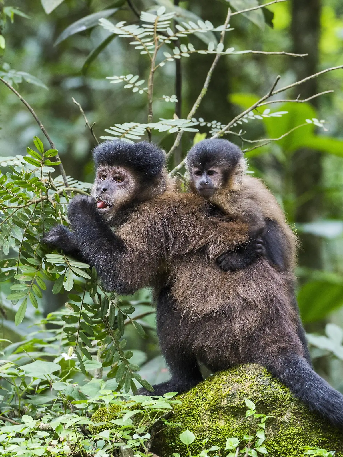 Nature photograph of female capuchin monkey with infant, Itatiaia?National Park, Rio?de?Janeiro, Brazil, Itatiaia National Park Rio de Janeiro Brazil PUBLICATIONxINxGERxSUIxAUTxONLY Copyright: VitorxMarigo BAVI003774  