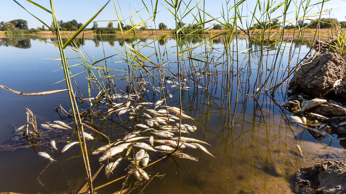 11.08.2022, Brandenburg, Brieskow-Finkenheerd: Tote Fische schwimmen in der Oder bei Brieskow-Finkenheerd. In der Oder ist es zu einem massiven Fischsterben gekommen. Behörden in Brandenburg warnen davor, das Flusswasser zu nutzen oder in Kontakt damit zu kommen. Foto: Frank Hammerschmidt/dpa +++ dpa-Bildfunk +++