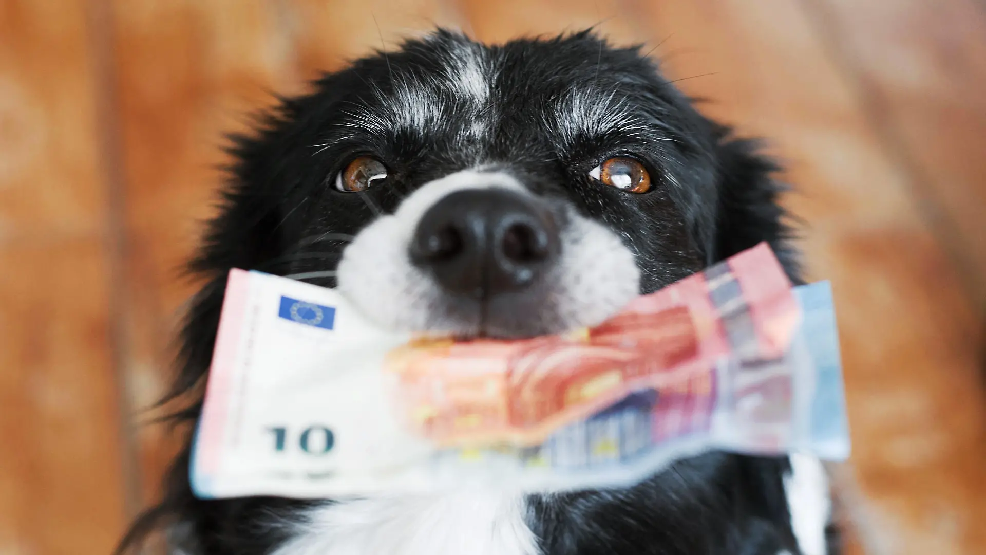 Cute Dog Holding Money in Mouth. Black and White Border Collie with Euro Banknotes.
