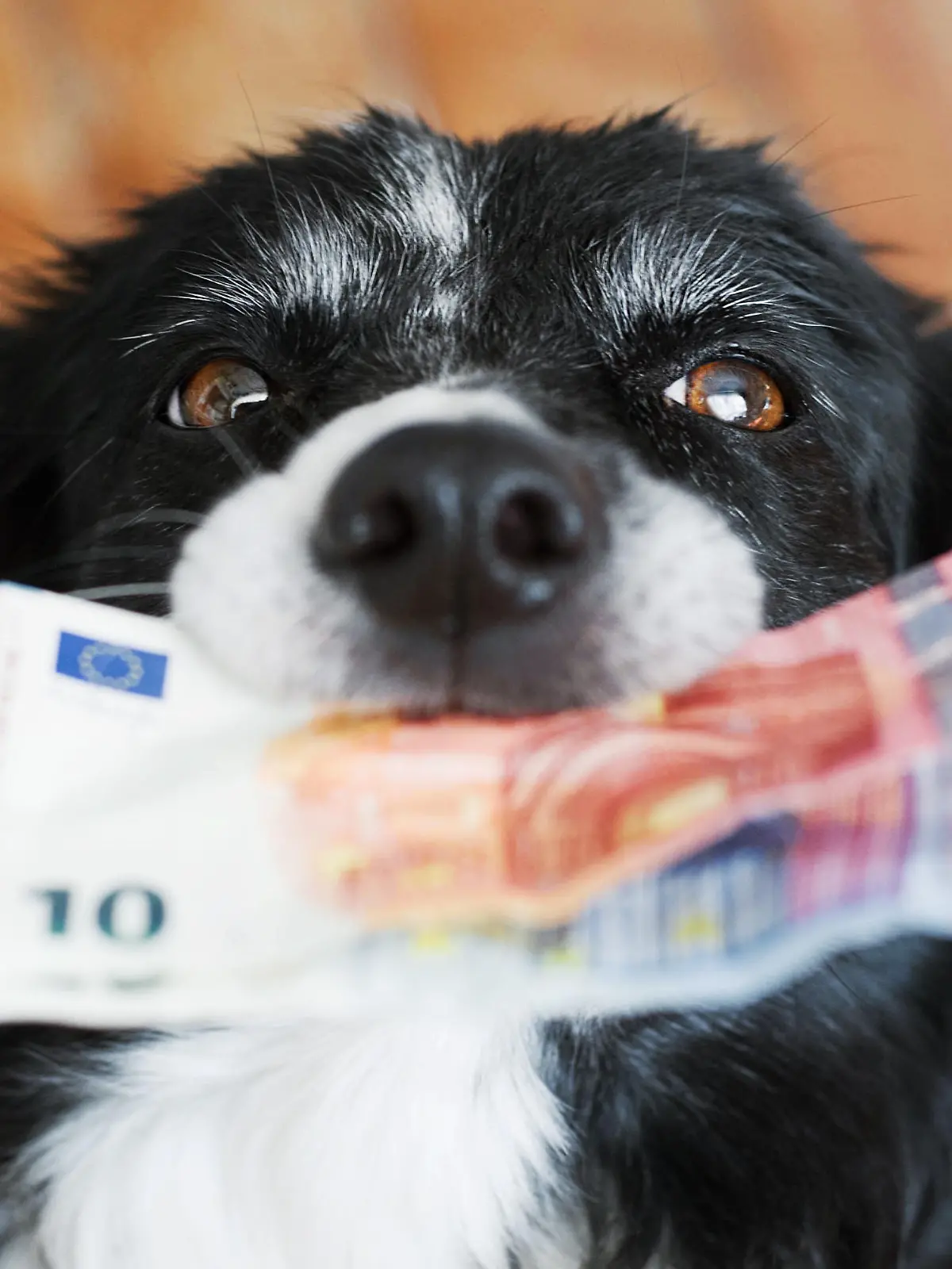 Cute Dog Holding Money in Mouth. Black and White Border Collie with Euro Banknotes.