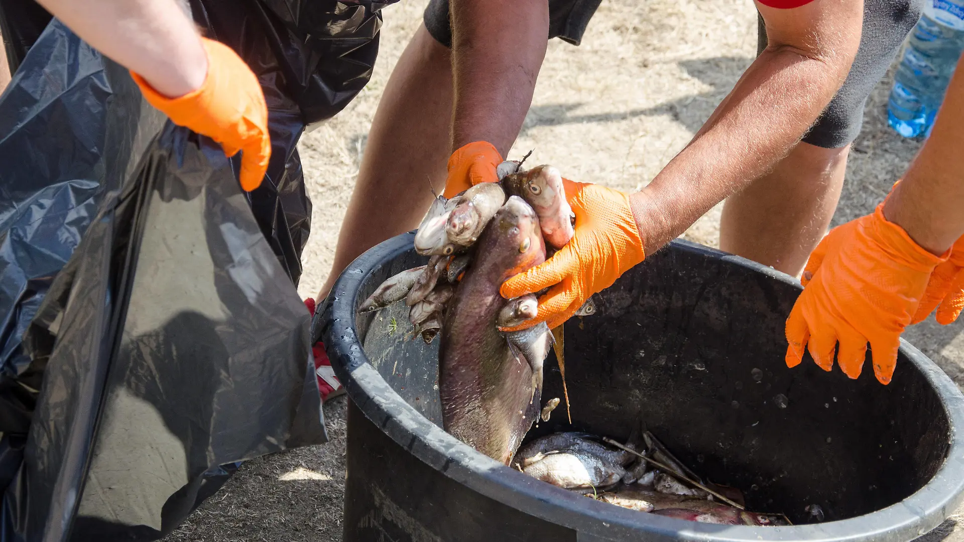 Thousands of dead fish in a river on a Polish-German border Photo: NewsLubuski/East News Members of National Fishing Guard pick up dead fish from the Oder river near Krosno Odrzanskie on August 10, 2022 in western Poland near the German border. In recent days thousands of dead fish have been found in various parts of the second largest Polish river - Oder. Polish authorities are trying to establish the source of the possible toxic pollution, which kills not only fish but other water animals i.e. beavers. On a stretch of almost 200 kilometres, Oder is a natural border between Poland and Germany. EN_01533685_0023 PUBLICATIONxNOTxINxPOL