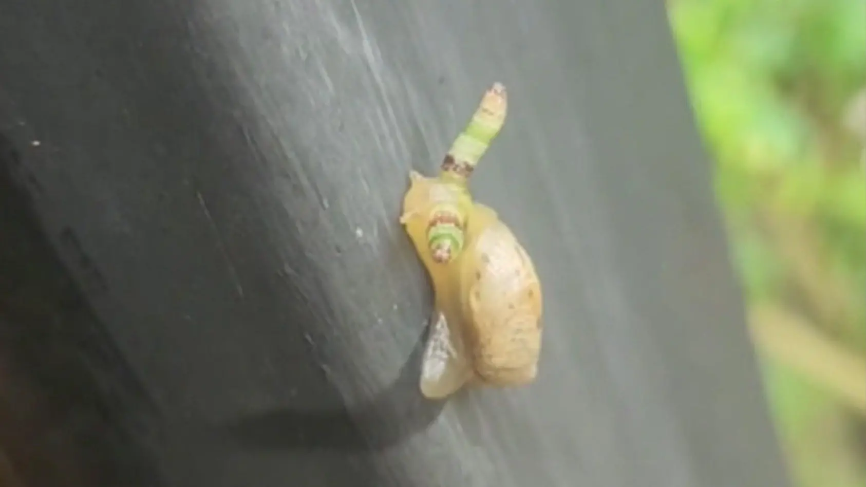 Schnecke mutiert zum Zombie