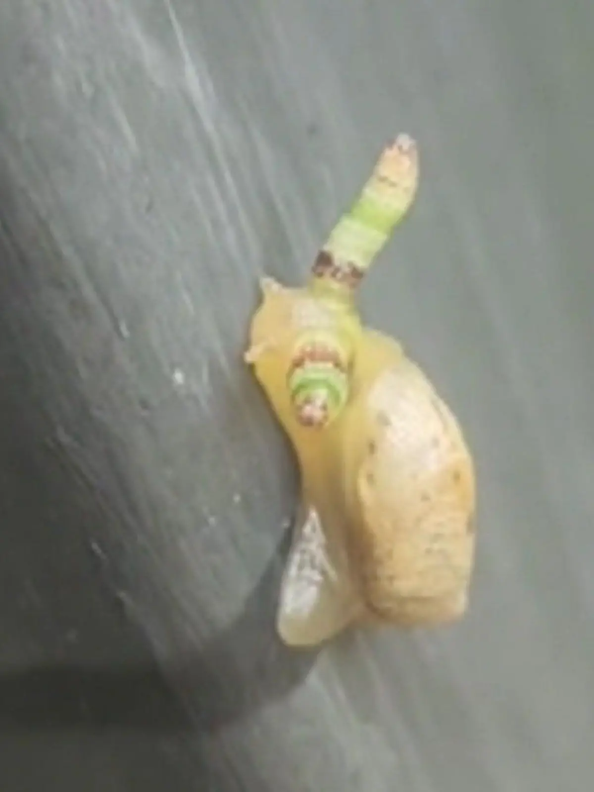 Zombie-Schnecke von Parasit gesteuert! Ein wurmartiger Parasit hat sich in der Schnecke eingenistet. Er hat die Kontrolle über deren Gehirn übernommen. Denn die Schnecke soll sterben. Wie sie der Parasit in den Tod treibt, zeigen wir im Video.