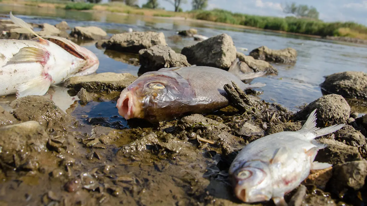  Thousands of dead fish in a river on a Polish-German border Photo: NewsLubuski/East News Dead fish are seen on the bank of the Oder river near Krosno Odrzanskie on August 10, 2022 in western Poland near the German border. In recent days thousands of dead fish have been found in various parts of the second largest Polish river - Oder. Polish authorities are trying to establish the source of the possible toxic pollution, which kills not only fish but other water animals i.e. beavers. On a stretch of almost 200 kilometres, Oder is a natural border between Poland and Germany. EN_01533685_0040 PUBLICATIONxNOTxINxPOL