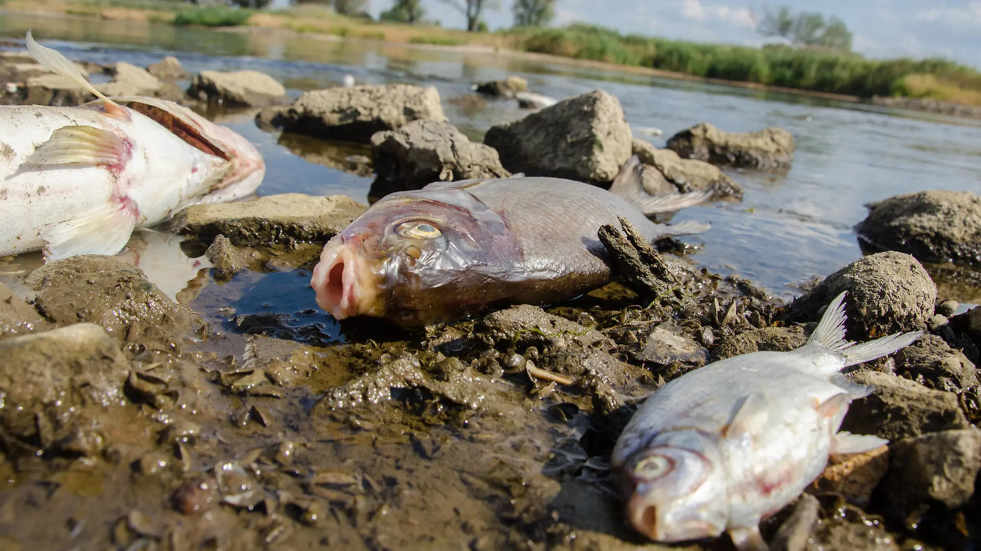 Thousands of dead fish in a river on a Polish-German border Photo: NewsLubuski/East News Dead fish are seen on the bank of the Oder river near Krosno Odrzanskie on August 10, 2022 in western Poland near the German border. In recent days thousands of dead fish have been found in various parts of the second largest Polish river - Oder. Polish authorities are trying to establish the source of the possible toxic pollution, which kills not only fish but other water animals i.e. beavers. On a stretch of almost 200 kilometres, Oder is a natural border between Poland and Germany. EN_01533685_0040 PUBLICATIONxNOTxINxPOL