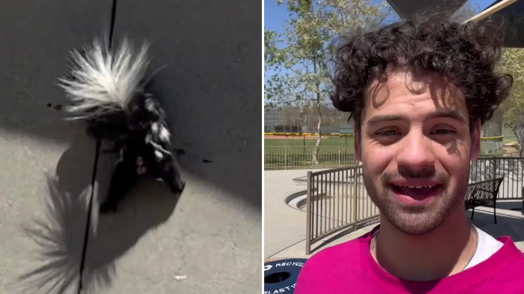 Furz-Gefahr! Stinktier belegt Halfpipe