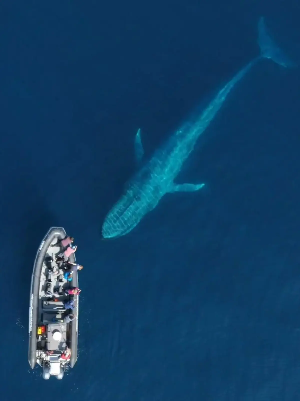 Dieses magische Aufeinandertreffen werden sie wohl ihr Leben lang nicht vergessen. Vor der Küste von Newport Beach in Kalifornien schwimmt ein Blauwal ganz majestätisch unter einem Motorboot voller Menschen hindurch.
