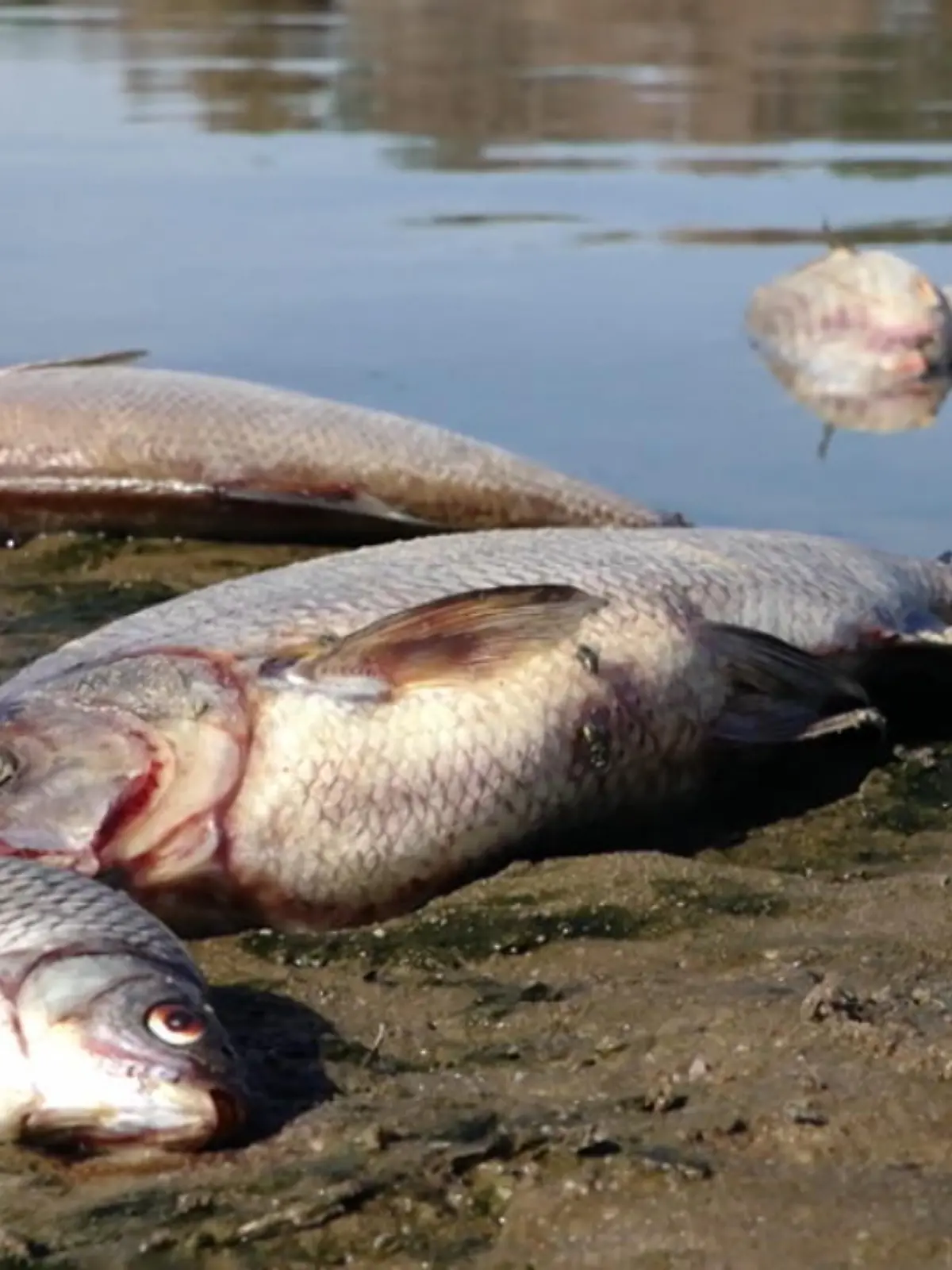 Wohl aufgrund von Gift, das aus der polnischen Industrie stammt, wurde die Oder vergiftet und unzählige Fische starben bereits. Das Umweltamt warnt die Bevölkerung, sich von den Gewässern fernzuhalten.