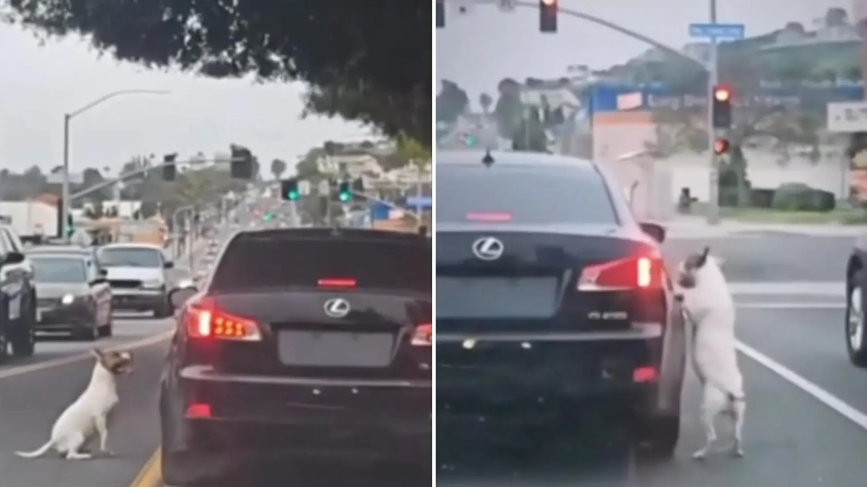 Frauchen setzt Hund während Fahrt aus