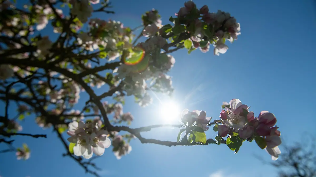 Die Sonne kommt vor blauem Himmel hinter Apfelblüten hervor.