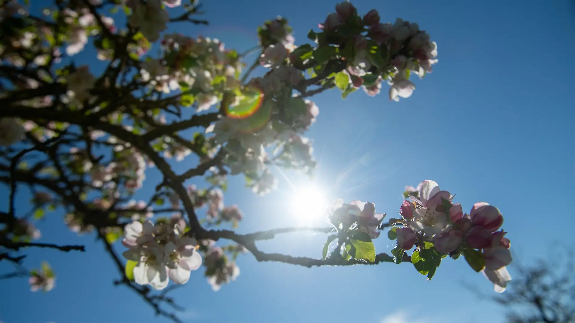 Die Sonne kommt vor blauem Himmel hinter Apfelblüten hervor.
