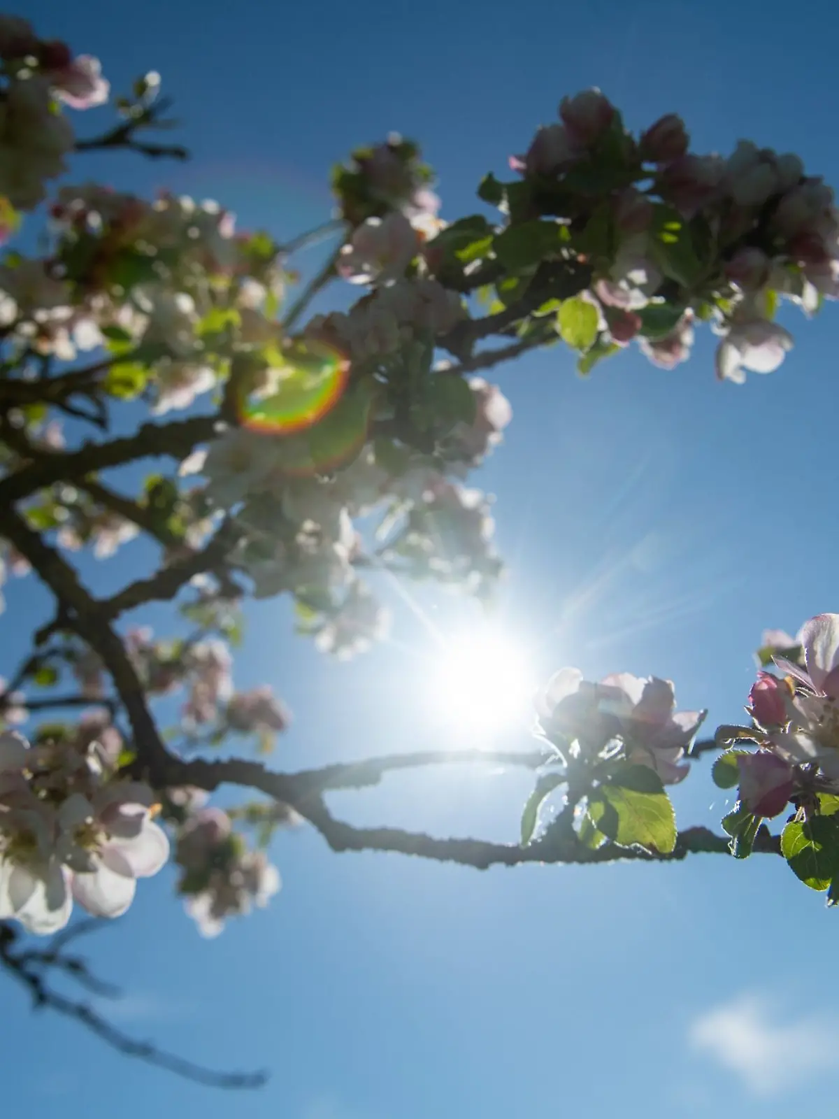 Die Sonne kommt vor blauem Himmel hinter Apfelblüten hervor.