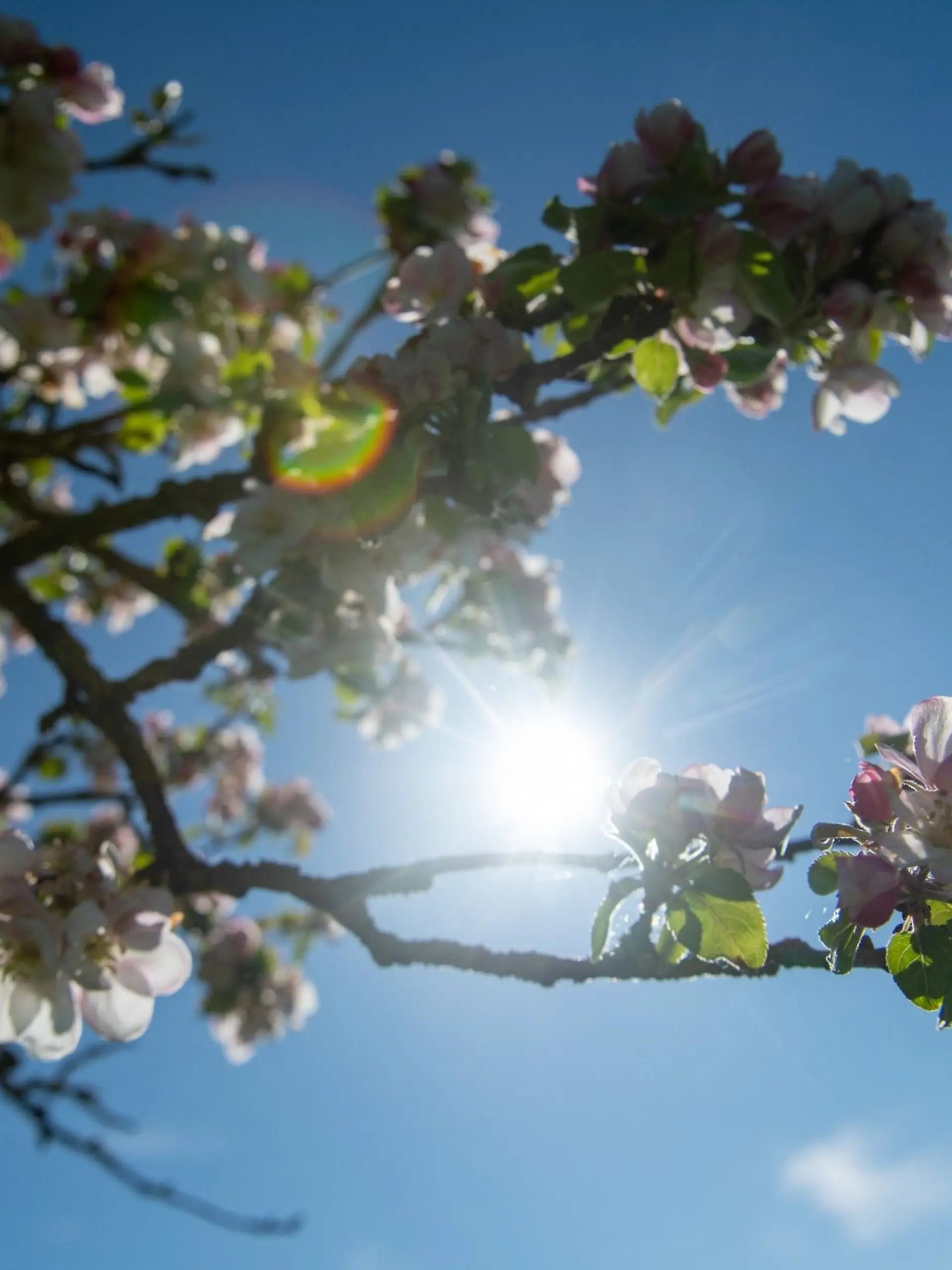 Die Sonne kommt vor blauem Himmel hinter Apfelblüten hervor.