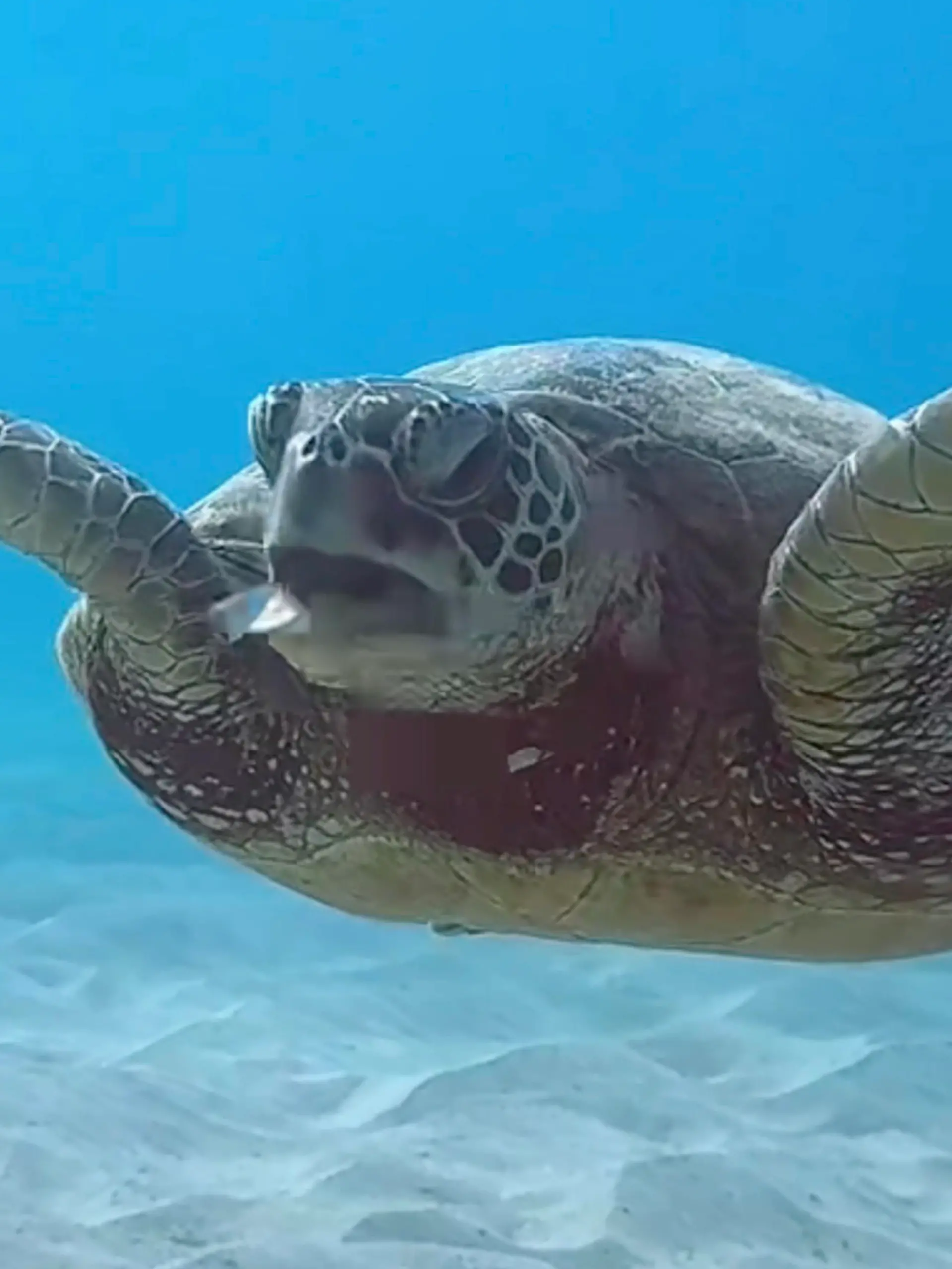 SONDERKONDITIONEN: PREISABSPRACHE! *EXCLUSIVE* 
A green sea turtle spits out plastic during a plastic clear-up on April 21 to celebrate World Earth Day in Oahu, Hawaii. A video shows the heartbreaking moment a turtle swims over to a diver- and spits out a piece of plastic. The video was filmed by diver and content creator Brittany Ziegler, 34, whilst live streaming on a plastic clear-up on 21st April to celebrate World Earth Day in Oahu, Hawaii. The green sea turtle approaches the camera and starts to gag before spitting out a piece of clear plastic as Brittany can be heard saying: "Oh my gosh she just spit out plastic, No!" Brittany, who lives in Maui, Hawaii, said: "We were on Oahu for a weekend pledge against plastics- so it was ironic that we captured that awful footage of the turtle on that day. / action press
