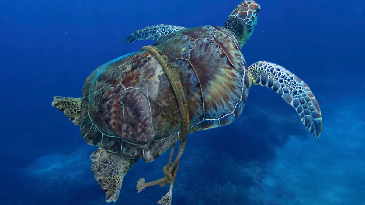 Green turtle entangled with a nylon rope that as already deformed it's carapace. Sea animals can't defend themselves from those synthetic traps that don't degrade underwater. Mediterranean Digital composite
