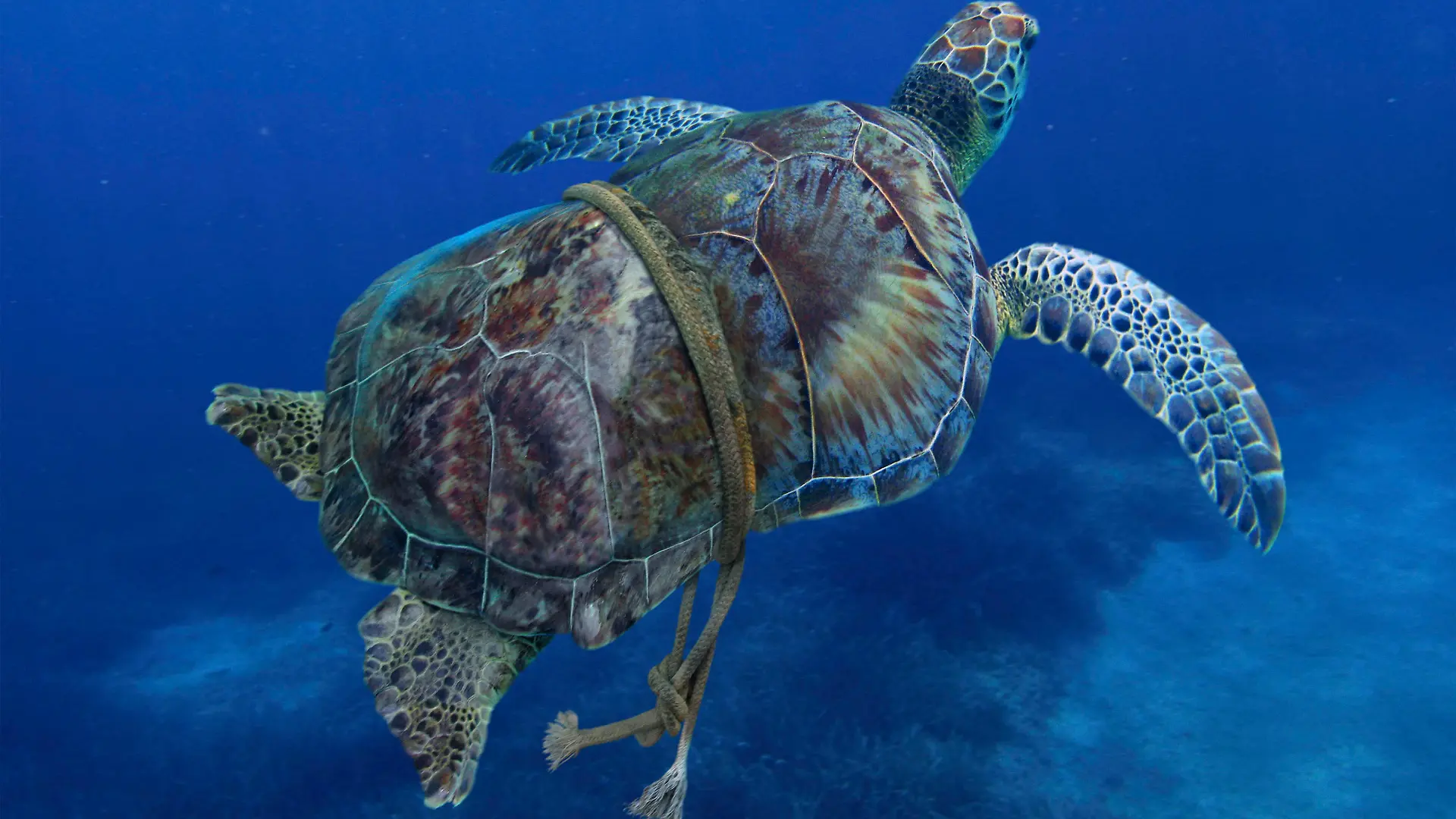 Green turtle entangled with a nylon rope that as already deformed it's carapace. Sea animals can't defend themselves from those synthetic traps that don't degrade underwater. Mediterranean Digital composite