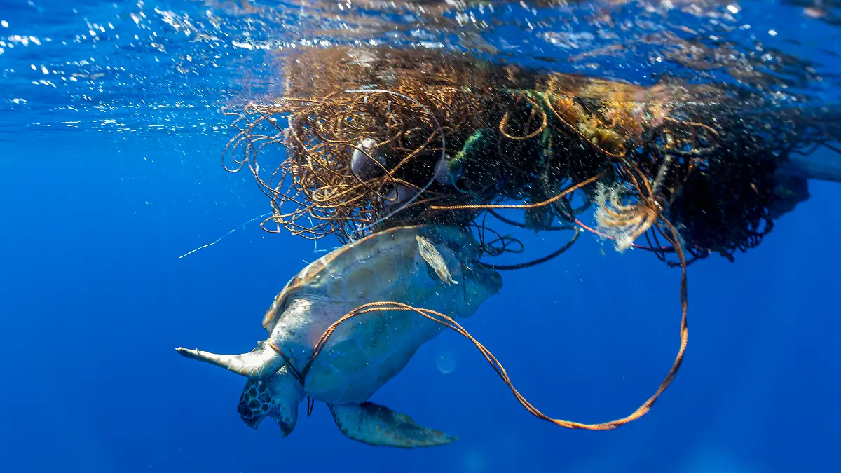 Unechte Karettschildkroete, Unechte Karette (Caretta caretta), gefangen in einem frei schwebenden Geisternetz, Azoren, Pico | loggerhead sea turtle, loggerhead (Caretta caretta), trapped in a lose free floating ghost net, Azores, Pico