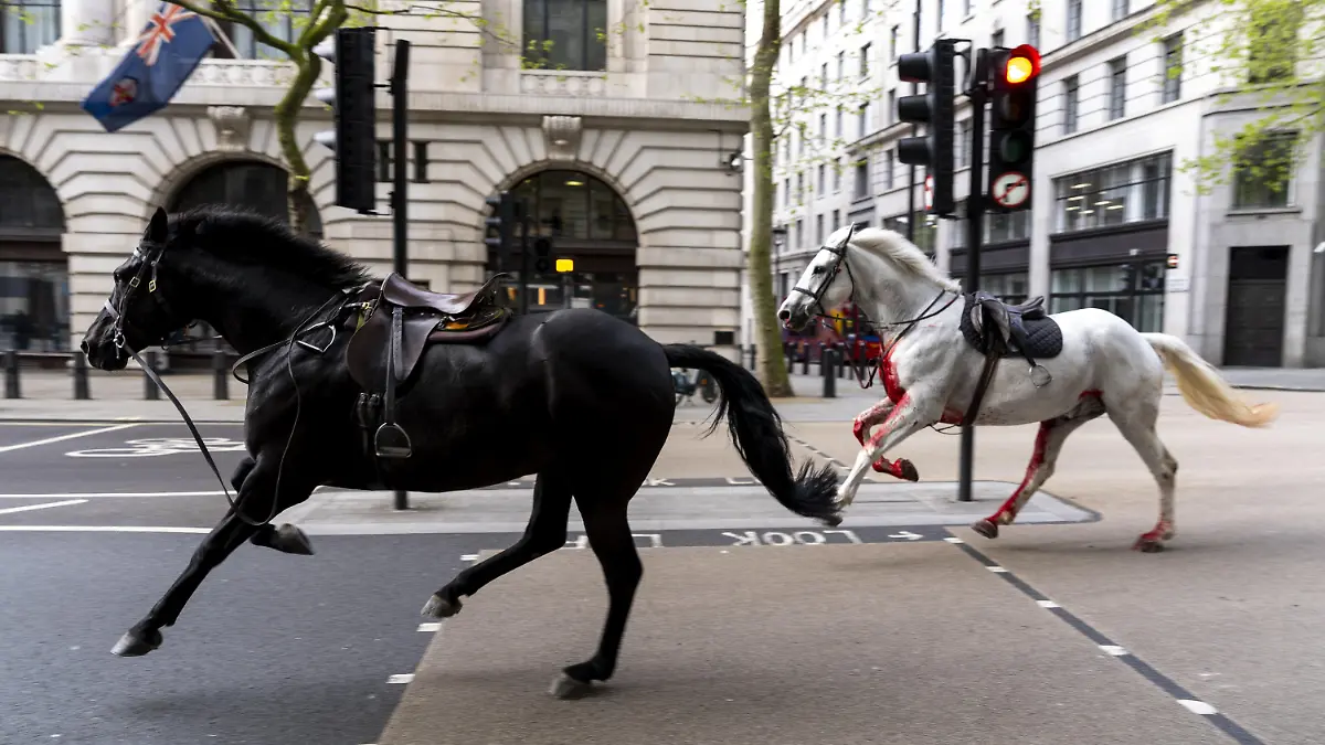 dpatopbilder - 24.04.2024, Großbritannien, London: Zwei Pferde laufen frei durch die Straßen in der Nähe von Aldwych. Foto: Jordan Pettitt/PA Wire/dpa +++ dpa-Bildfunk +++
