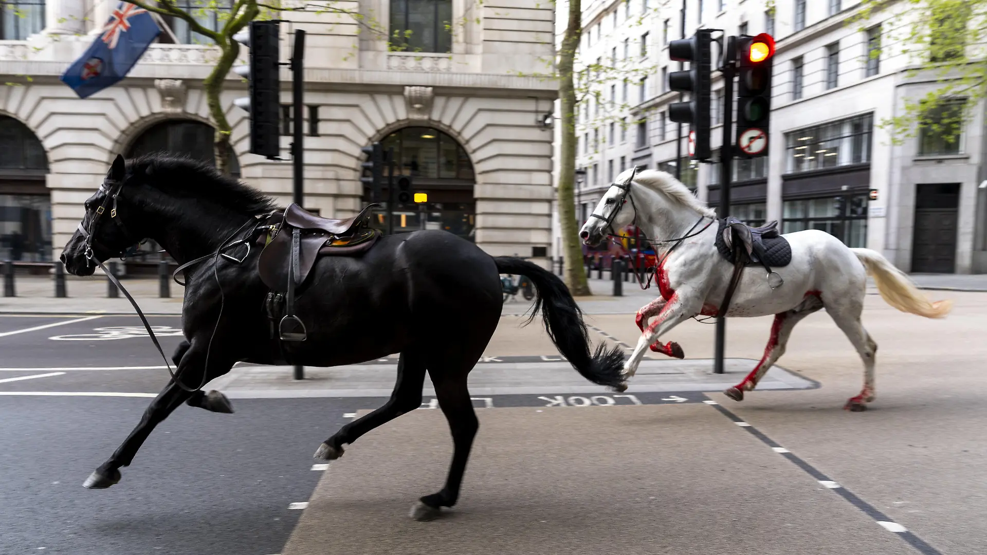 dpatopbilder - 24.04.2024, Großbritannien, London: Zwei Pferde laufen frei durch die Straßen in der Nähe von Aldwych. Foto: Jordan Pettitt/PA Wire/dpa +++ dpa-Bildfunk +++