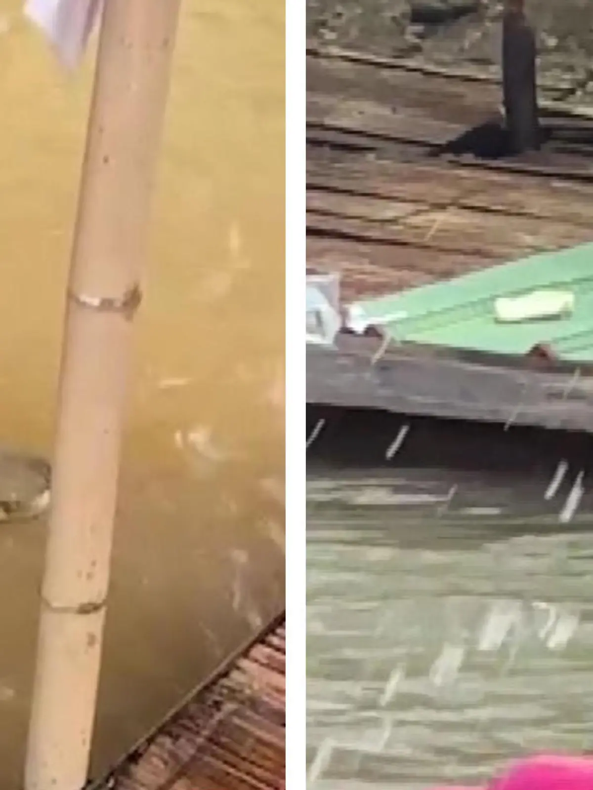 Sie wollten nur einen Bootsausflug machen. Dann werden sie von einer Königskobra attackiert! Sie schlängelt sich durchs Wasser, Menschen fliehen. Wie die Touris am Ende vor der tödlichen Gefahr gerettet werden, zeigen wir im Video. 