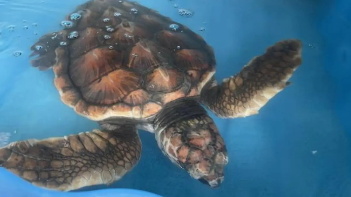 SONDERKONDITIONEN: PREISABSPRACHE! *EXCLUSIVE*
'Barnacle Bill', the loggerhead turtle, who can't return to Gran Canaria from Guernsey due to Brexit complications. Photo released April 22 2024. A turtle rescued in Guernsey is not able to return back home to Gran Canaria - due to Brexit.The loggerhead turtle, who has been named 'Barnacle Bill', was taken in by the animal shelter GSPCA after Storm Ciarán hit back in November.Bill, who has now been nursed back to health with the charity for nearly five months, was scheduled to return to her natural habitat in Gran Canaria - but this has proved to be a difficult process due to paperwork complications.Steve Byrne, manager at the GSPCA, says the charity has not received the required paperwork from Spanish authorities to get Barnacle Bill to Gran Canaria.
/ action press