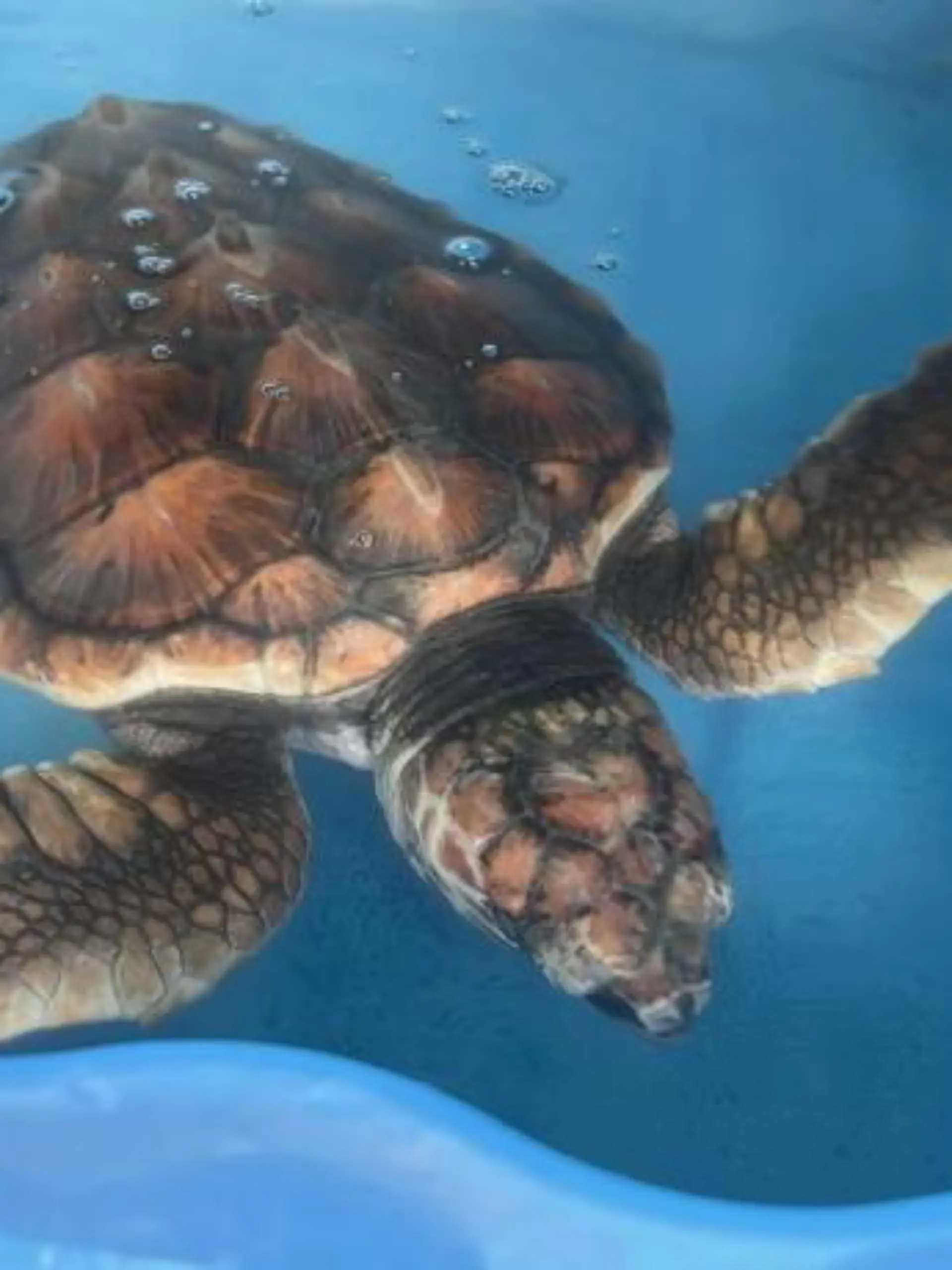 SONDERKONDITIONEN: PREISABSPRACHE! *EXCLUSIVE* 
'Barnacle Bill', the loggerhead turtle, who can't return to Gran Canaria from Guernsey due to Brexit complications. Photo released April 22 2024. A turtle rescued in Guernsey is not able to return back home to Gran Canaria - due to Brexit.The loggerhead turtle, who has been named 'Barnacle Bill', was taken in by the animal shelter GSPCA after Storm Ciarán hit back in November.Bill, who has now been nursed back to health with the charity for nearly five months, was scheduled to return to her natural habitat in Gran Canaria - but this has proved to be a difficult process due to paperwork complications.Steve Byrne, manager at the GSPCA, says the charity has not received the required paperwork from Spanish authorities to get Barnacle Bill to Gran Canaria.
 / action press