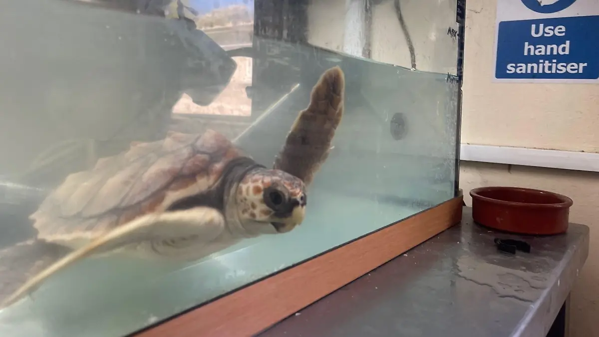 SONDERKONDITIONEN: PREISABSPRACHE! *EXCLUSIVE*
'Barnacle Bill', the loggerhead turtle, who can't return to Gran Canaria from Guernsey due to Brexit complications. Photo released April 22 2024. A turtle rescued in Guernsey is not able to return back home to Gran Canaria - due to Brexit.The loggerhead turtle, who has been named 'Barnacle Bill', was taken in by the animal shelter GSPCA after Storm Ciarán hit back in November.Bill, who has now been nursed back to health with the charity for nearly five months, was scheduled to return to her natural habitat in Gran Canaria - but this has proved to be a difficult process due to paperwork complications.Steve Byrne, manager at the GSPCA, says the charity has not received the required paperwork from Spanish authorities to get Barnacle Bill to Gran Canaria.
/ action press