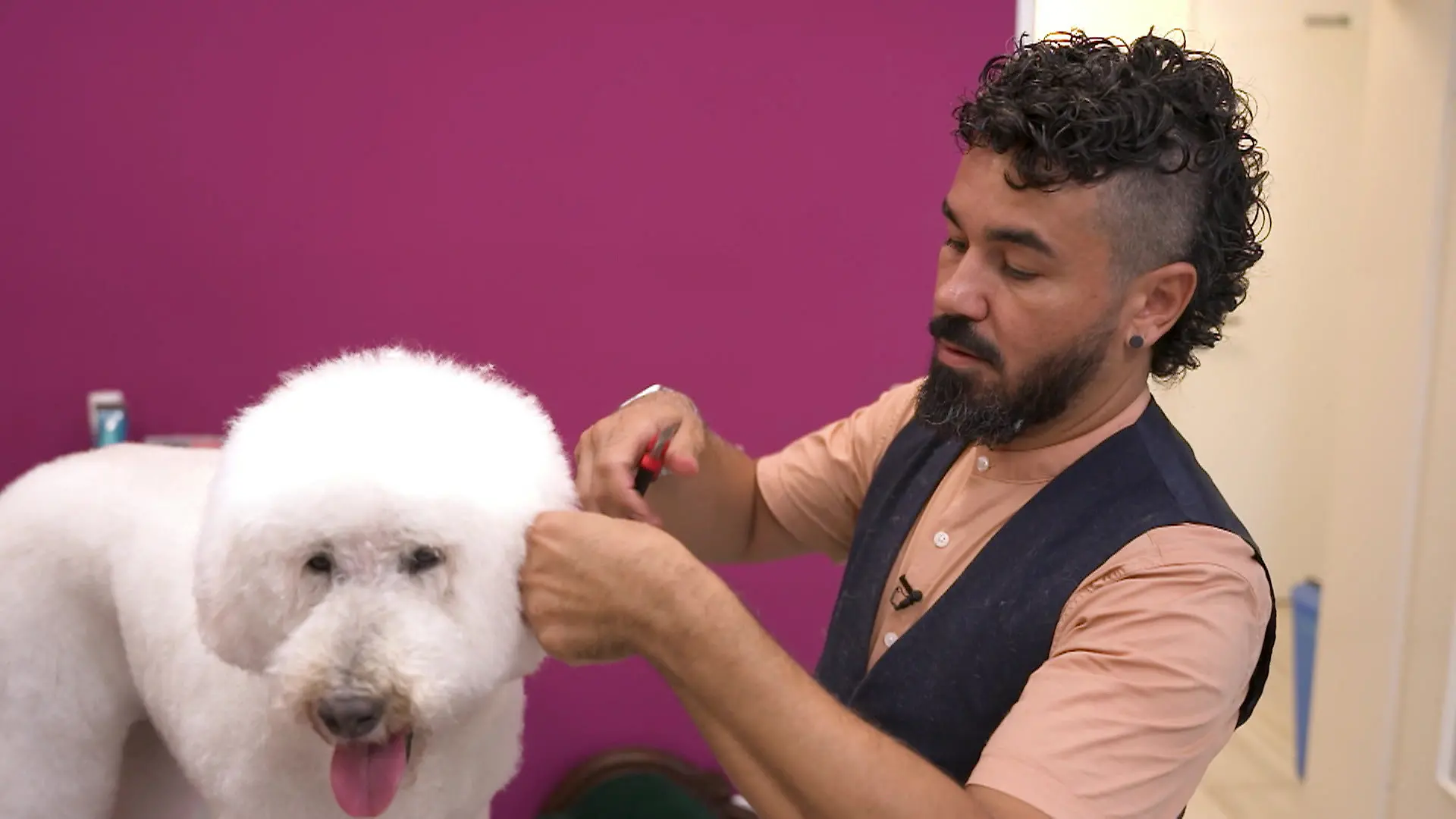 Die Hundefriseure Ein Tag im Leben eines Hundefriseurs