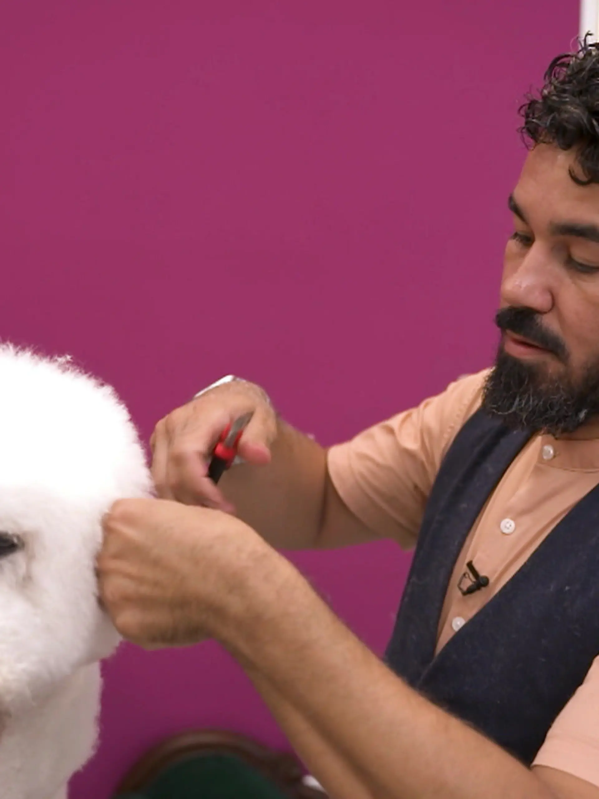 Bild zu: "Die Hundefriseure"