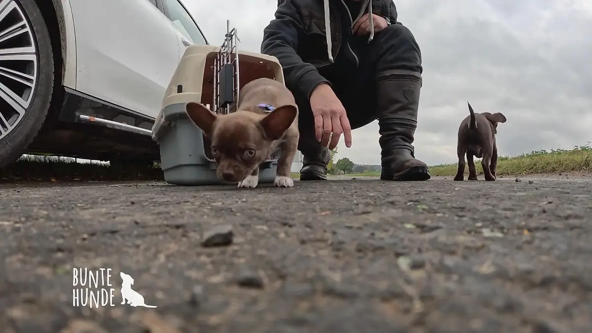 Eine neue Umgebung erkunden Hunde-Spaziergang