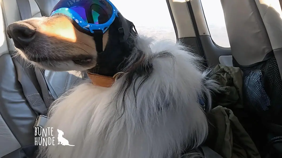 Zwei Langhaar-Collies an Board Erster Flug des Jahres
