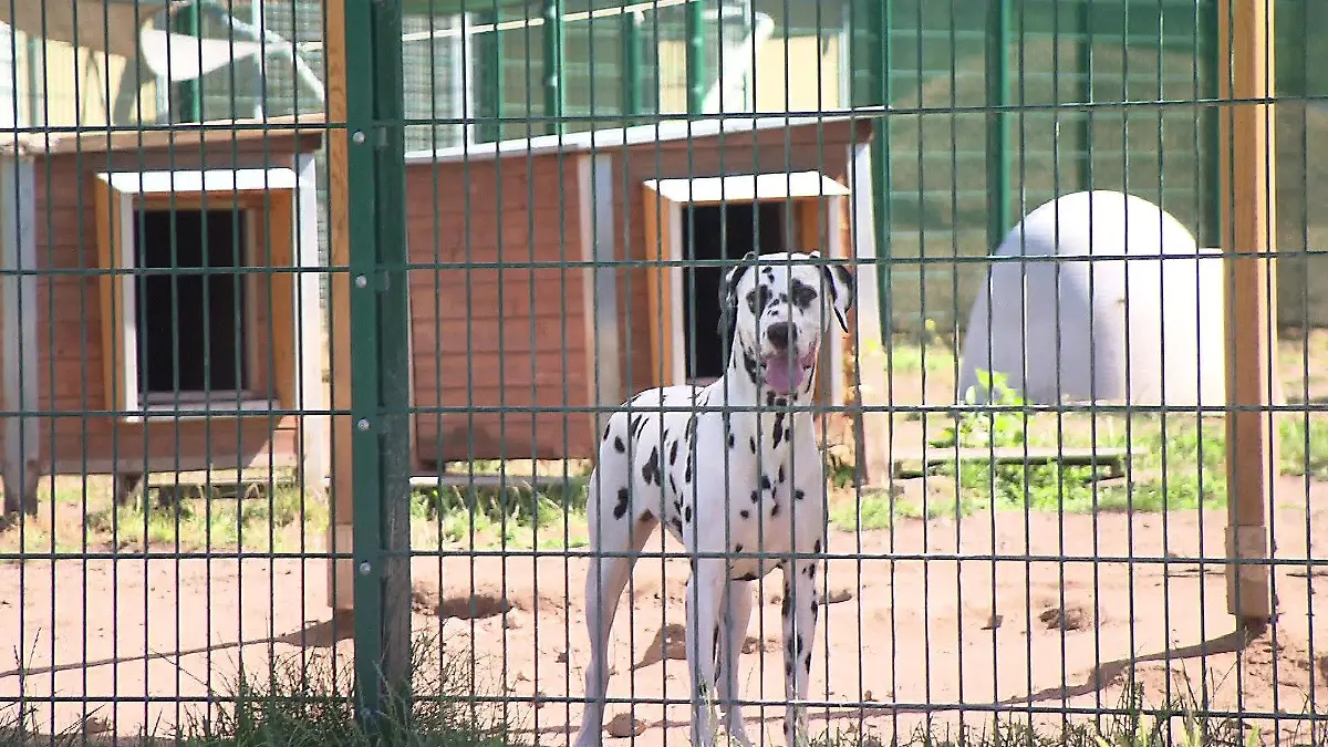 Hundepension