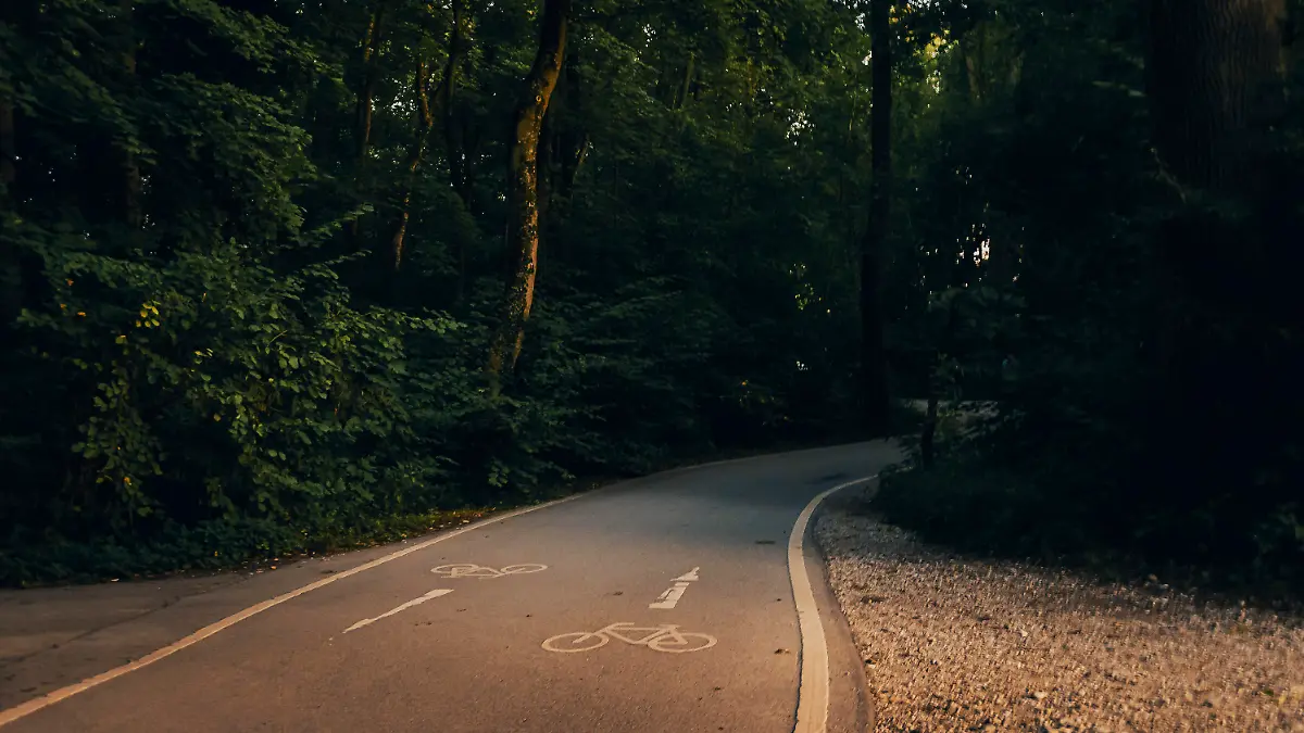 Forest, road traffic, nature, path, natural forest, Isar, Munich