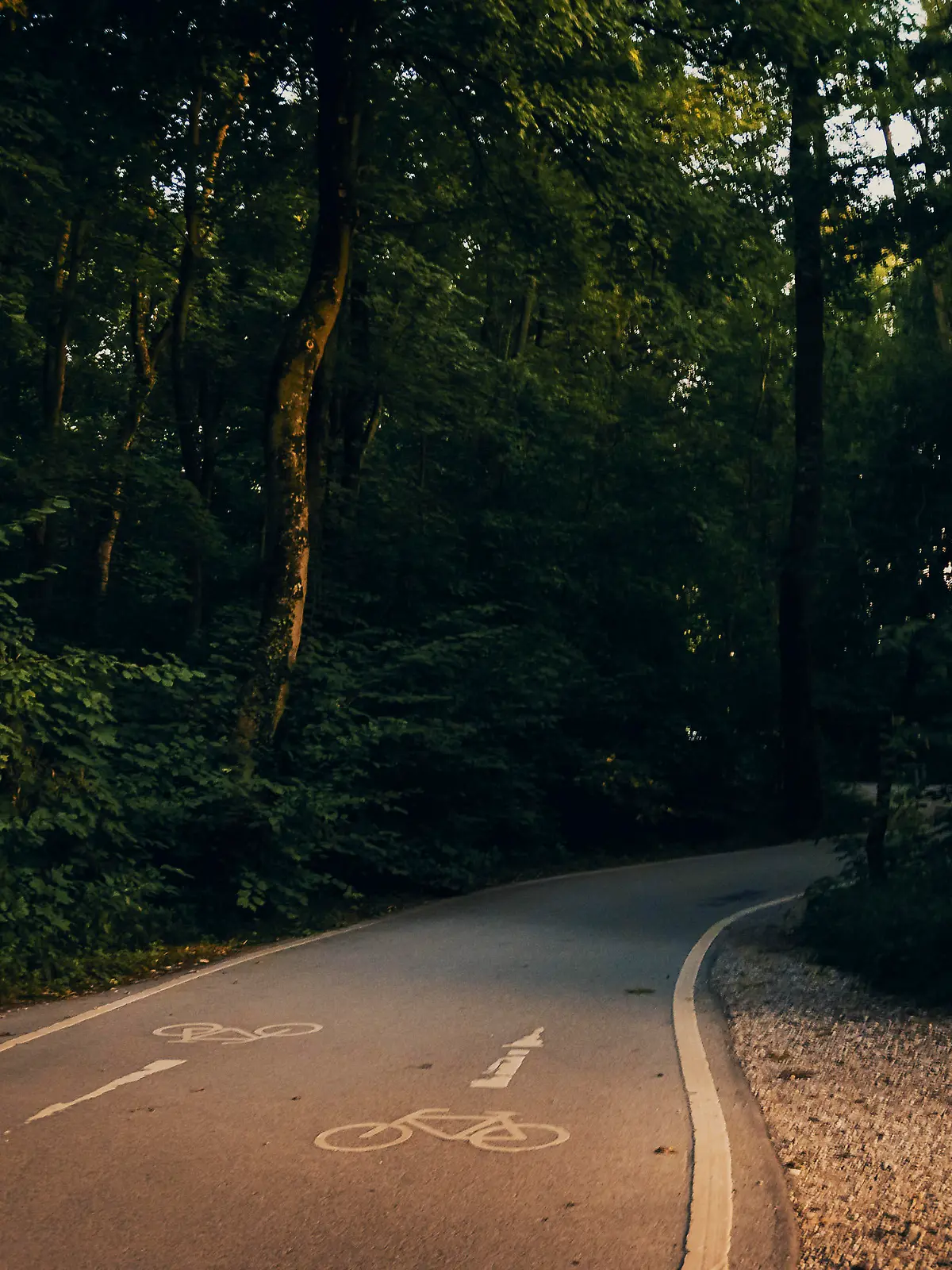 Forest, road traffic, nature, path, natural forest, Isar, Munich
