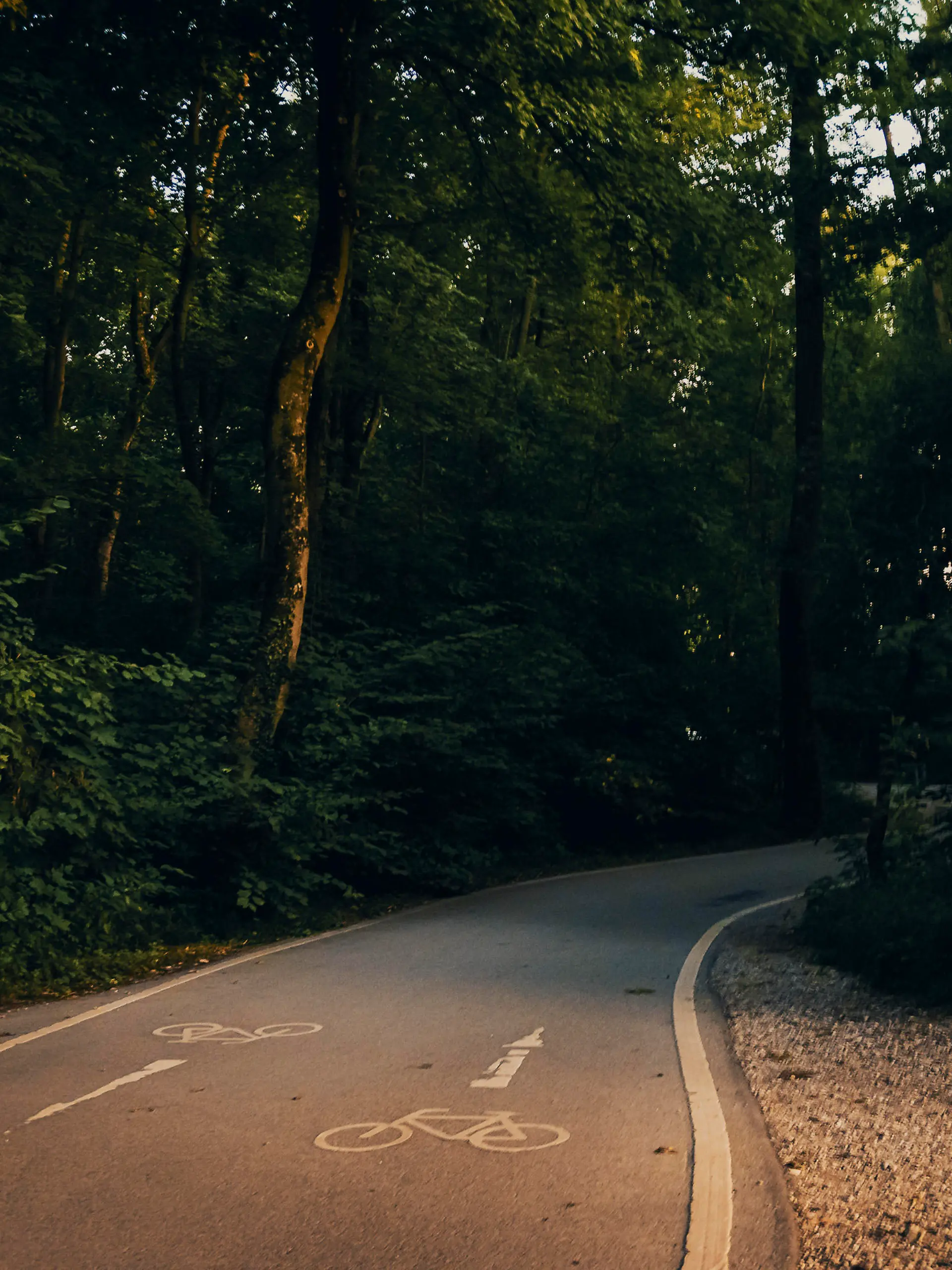 Forest, road traffic, nature, path, natural forest, Isar, Munich