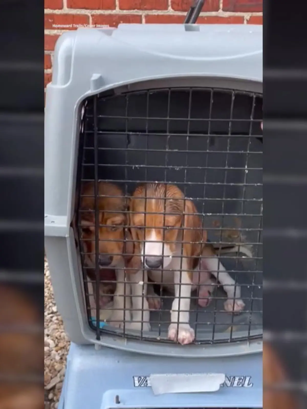 In den USA wurden 4.000 Beagles in Käfigen festgehalten – nun wurden sie befreit. Das US-Justizministerium hat einen Züchter angeklagt, der für die Tierquälerei verantwortlich sein soll. Wir zeigen die Rettungsaktion im Video.