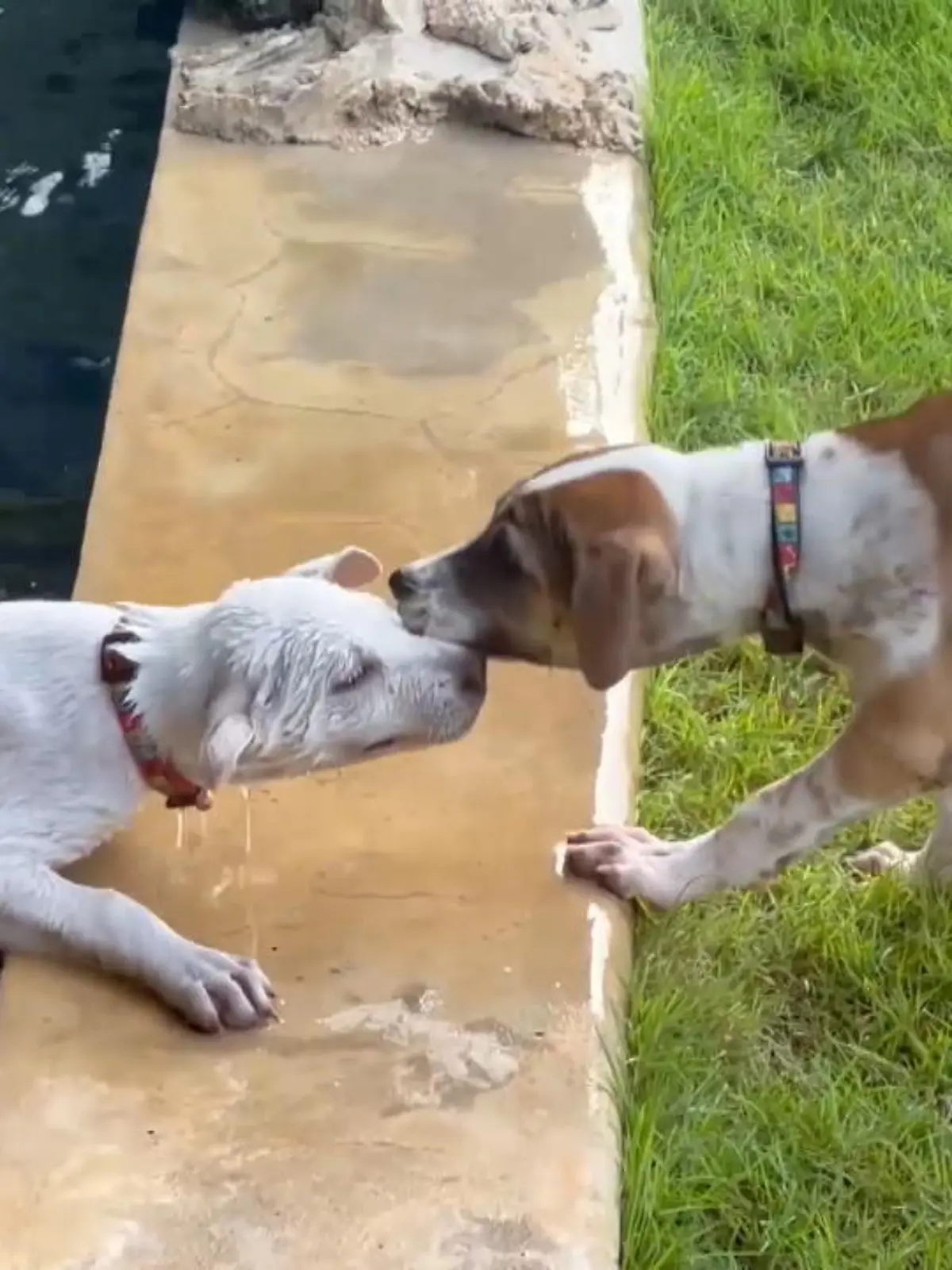 Plantschen im Fischteich war ja gut und schön, aber wie soll der Welpe hier nur wieder herauskommen? Da naht Hilfe: Ein anderer Hund zieht seinen Tierkumpel aus dem Wasser -und bekommt dafür mächtig Applaus.