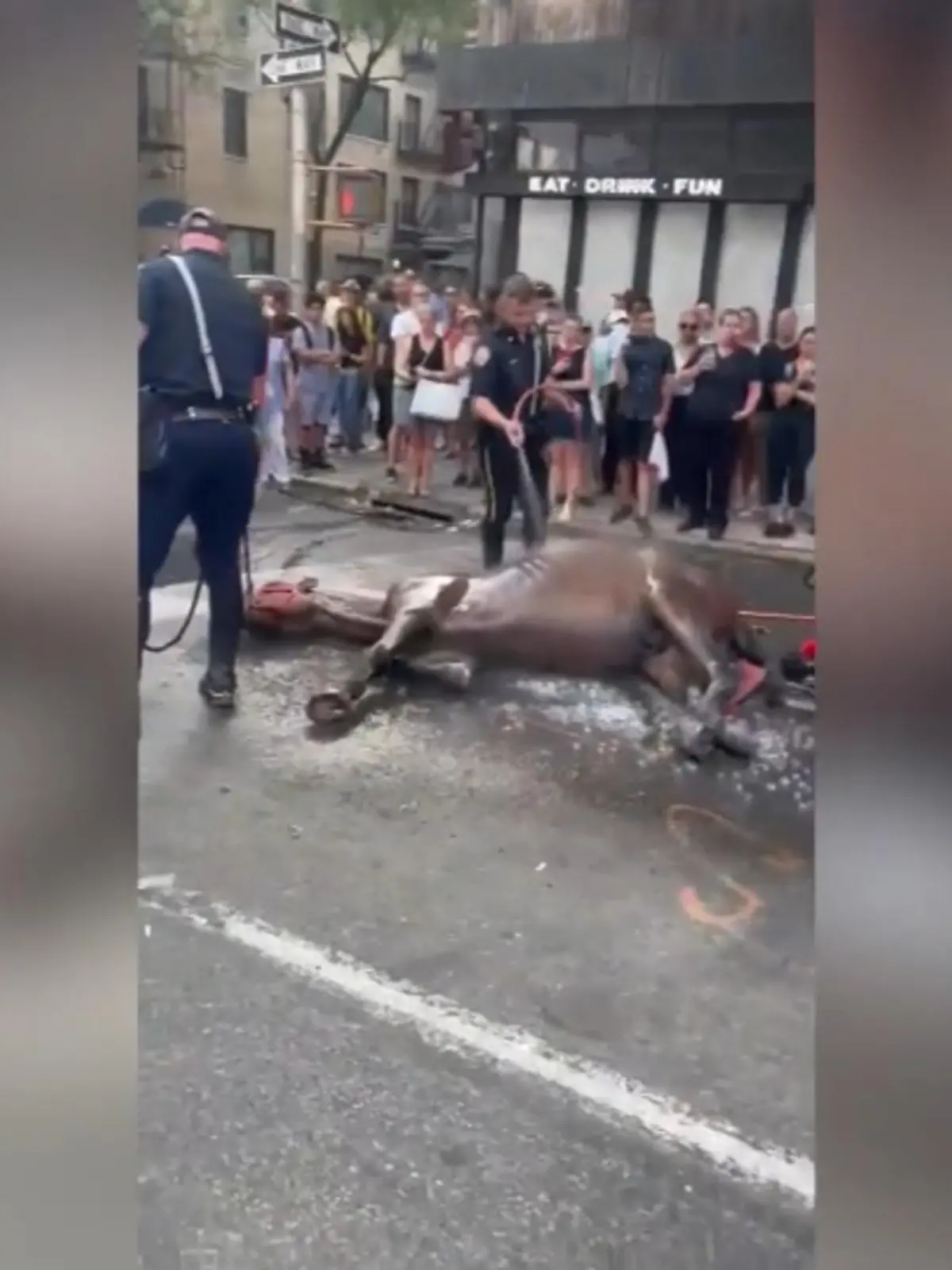 Diese Bilder lassen wirklich niemanden kalt. Mitten in den Straßen von New York liegt ein erschöpftes Pferd am Boden. Ein Polizist besprüht es mit kühlem Wasser aus einem Schlauch. Ryder, so der Name des Kutschenpferdes, wird ermutigt wieder aufzustehen, doch seine Augen sind leer. 
45 Minuten dauert es, bis das Tier dank der Polizisten wieder aufstehen kann. Ryder wurde dann für weitere medizinische Untersuchungen in einen privaten Stall gebracht.
Das Video des erschöpften Tieres geht in den USA gerade viral. Ein Grund dafür: Viele Stars wie zum Beispiel Kendall Jenner teilen es in ihren Insta-Stories um auf das Leid der Kutschpferde in New York aufmerksam zu machen.