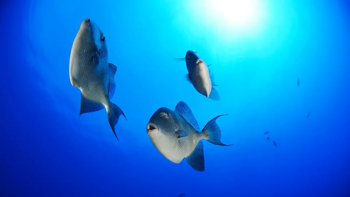 PRT, 2008: Grauer Drueckerfisch (Balistes capriscus), drei Tiere unter Wasser. [en] Grey Triggerfish (Balistes capriscus), three individuals seen against the surface. | PRT, 2008: Grey Triggerfish (Balistes capriscus), three individuals seen against the surface.