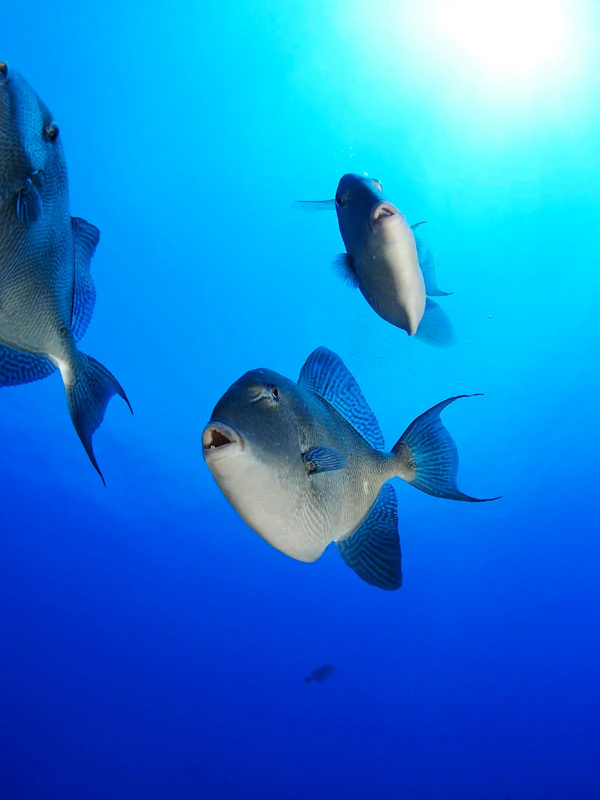 PRT, 2008: Grauer Drueckerfisch (Balistes capriscus), drei Tiere unter Wasser. [en] Grey Triggerfish (Balistes capriscus), three individuals seen against the surface. | PRT, 2008: Grey Triggerfish (Balistes capriscus), three individuals seen against the surface.