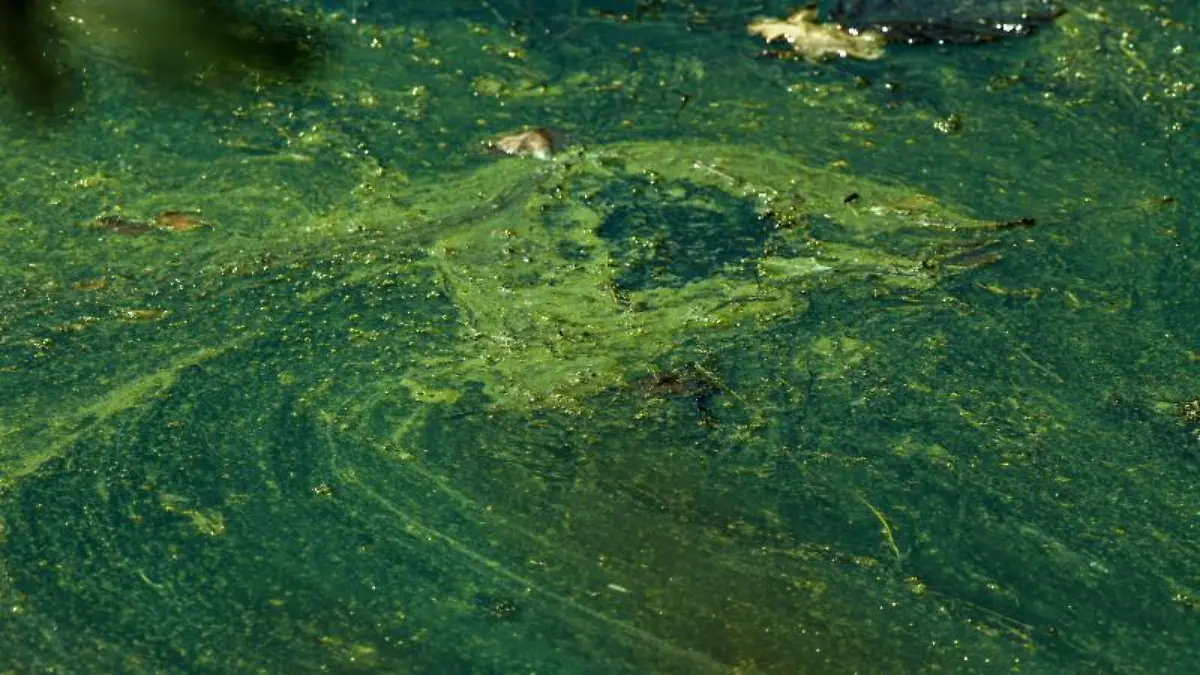 Blaualgen in einem See