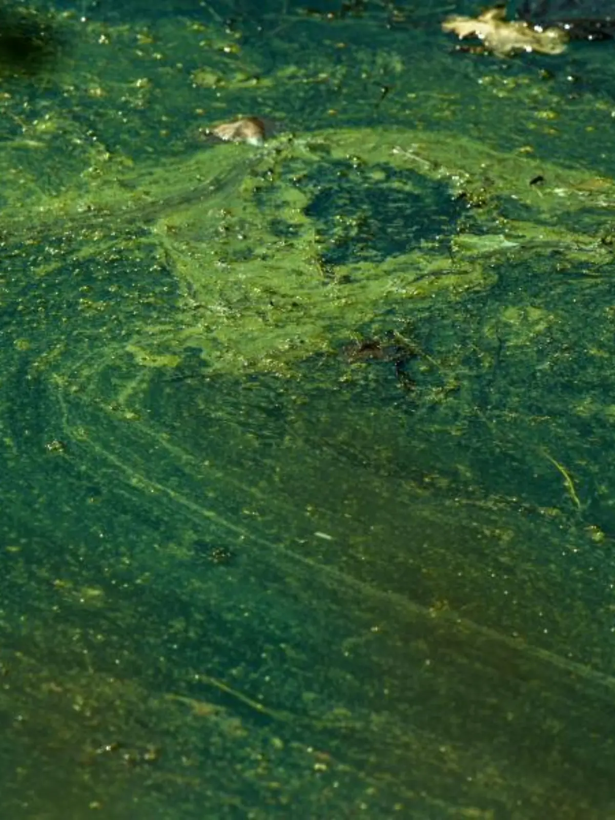 Blaualgen in einem See